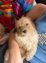 Cuccioli barboncino toy