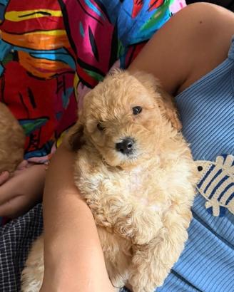Cuccioli barboncino toy