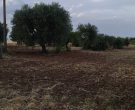 Terreno Marconia