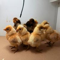 Pulcini gallina padovana