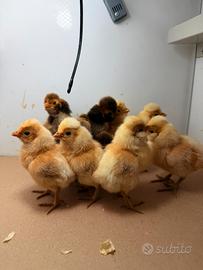Pulcini gallina padovana