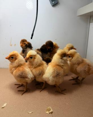 Pulcini gallina padovana