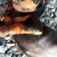 Bassotto nano cuccioli