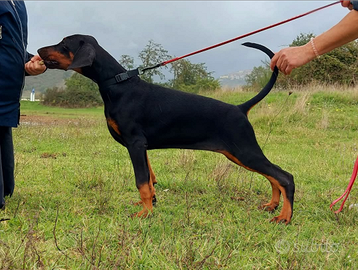 Doberman