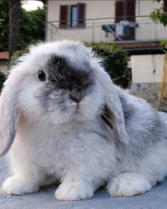 Minilop coniglio