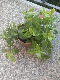 Pianta aptenia
