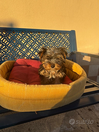 Yorkshire Toy e STANDARD