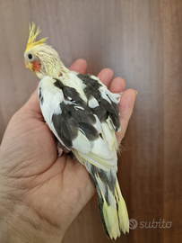 Calopsite in allevamento a mano