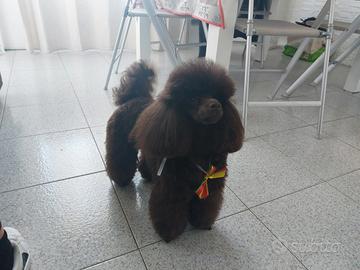Accoppiamento barboncino toy