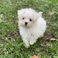 Cucciolo maschio maltese Toy