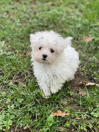 Cucciolo maschio maltese Toy