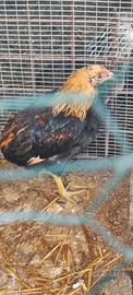 Galletti araucana