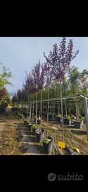 piante prunus 