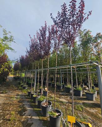 piante prunus 