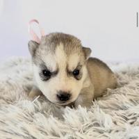 Husky Siberian con Pedigree Enci