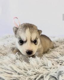 Husky Siberian con Pedigree Enci