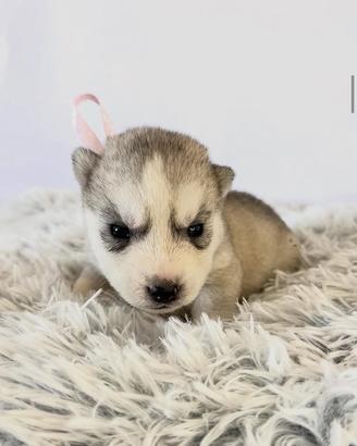 Husky Siberian con Pedigree Enci