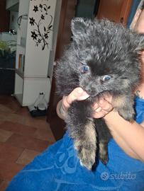 Vendita cuccioli di volpino di pomerania