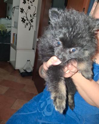 Vendita cuccioli di volpino di pomerania