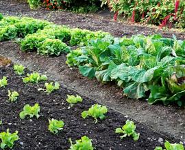 Terreno da coltivare a orto / frutteto