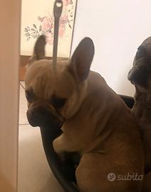 Bulldog francese