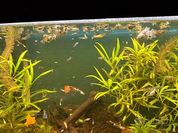 Guppy - maschi e femmine -