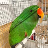 Ecletto da riproduzione allevato a mano