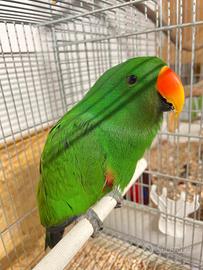 Ecletto da riproduzione allevato a mano