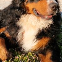 Bovaro del Bernese per accoppiamento