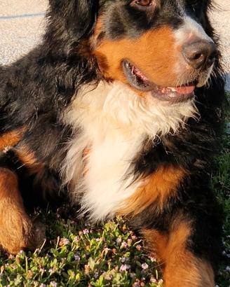 Bovaro del Bernese per accoppiamento