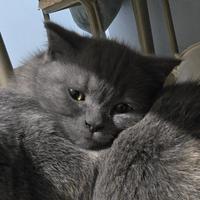 Gattini Scottish Straight