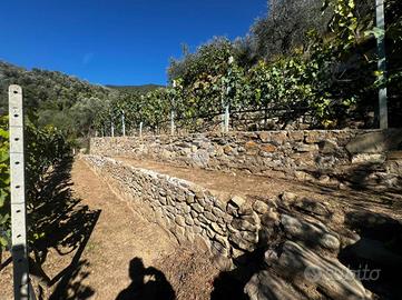 TER. AGRICOLO A CERIANA