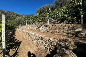 TER. AGRICOLO A CERIANA