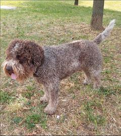 Lagotto Romagnolo