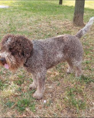 Lagotto Romagnolo