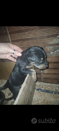 Jagd terrier
