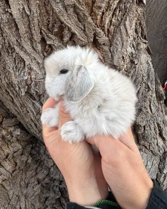 Cucciolo ariete minilop