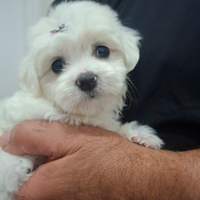 Maltesino Toy taglia piccola