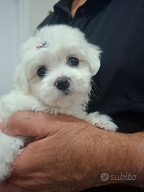 Maltesino Toy taglia piccola