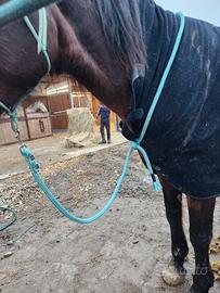 Longhina per cavallo