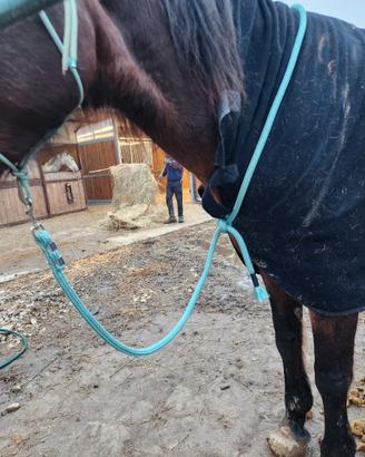 Longhina per cavallo