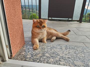 Scottish straight maschio