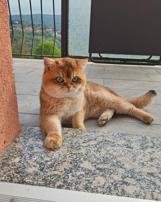 Scottish straight maschio