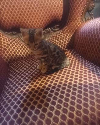 Gatto BENGALA
