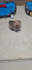 VOLPINO DI POMERANIA SMALL 