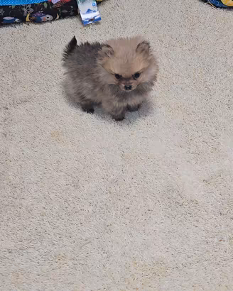 VOLPINO DI POMERANIA SMALL 