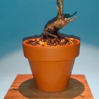 bonsai mame di acero dell'Amur 4