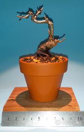 bonsai mame di acero dell'Amur 4