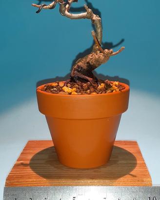 bonsai mame di acero dell'Amur 4
