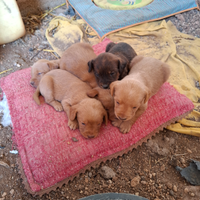 Regalasi cuccioli di piccola taglia